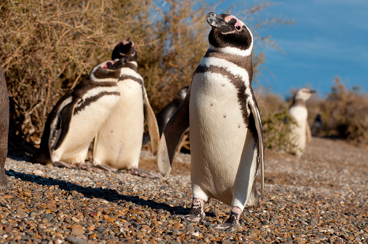 Pingüino en Punta Tombo