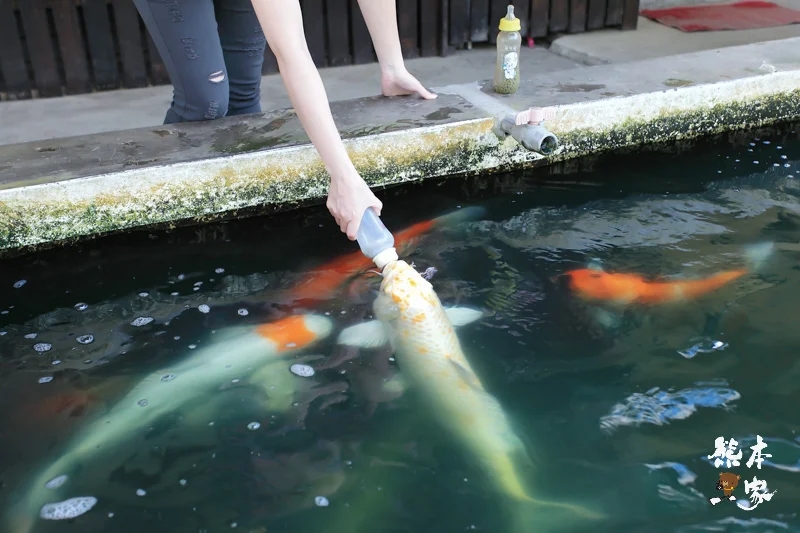 餵魚喝ㄋㄟㄋㄟ、碾米、拔蔥做蔥油餅|宜蘭親子農場DIY活動、童話村生態農場親子活動