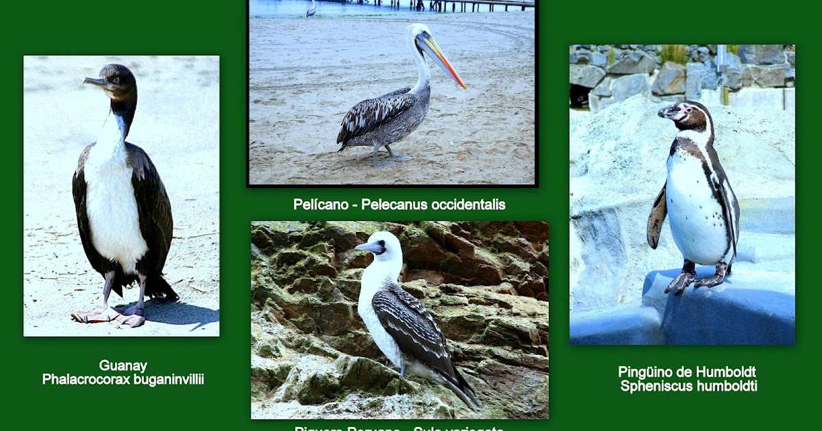 Animales y Plantas de Perú Aves Guaneras del Perú