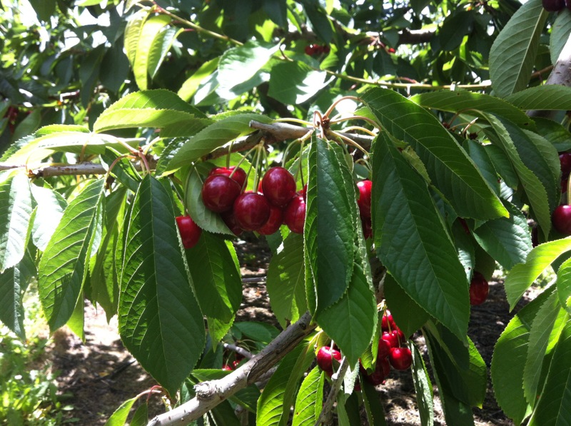 voy y quizas vuelvo Que pasa en el Cherry Picking? Experiencia en