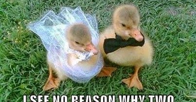 Gambar Lucu Bebek Buat DP BBM Wow Foto Lucu Gambar Lucu Bebek Buat DP BBM Wow Foto Lucu