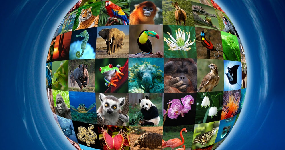 Всемирный день дикой природы для детей. Всемирный день дикой природы. Всемирный день дикой природы рисунок. Всемирный день дикой природы плакат.