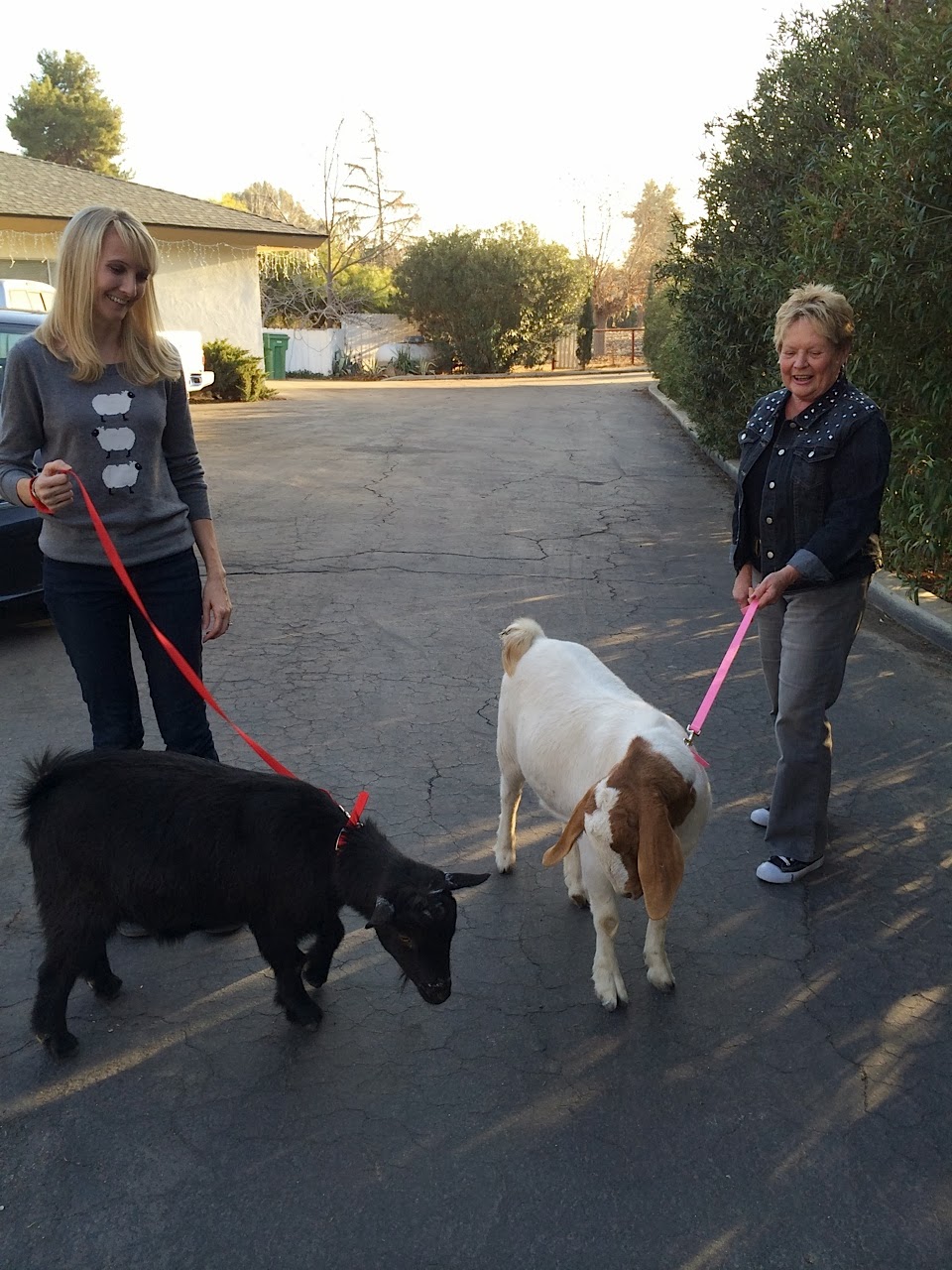 'S Wonderful Walking a Goat On a Leash What I Did On My Christmas