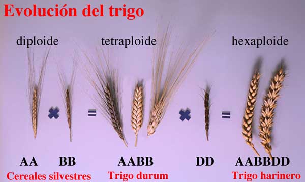 evolución del trigo