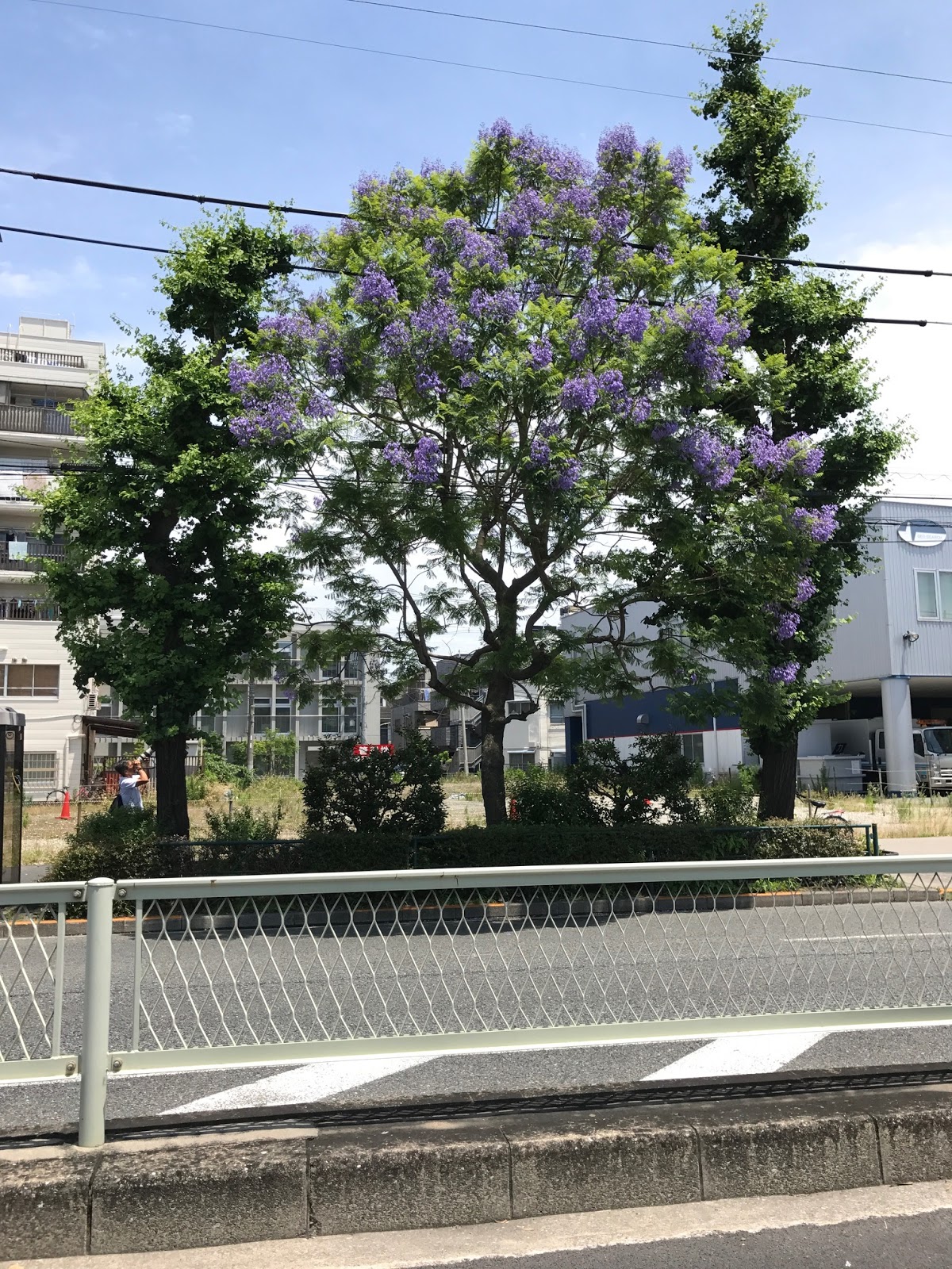 葉織 Haori Flowers 新宿区のお花屋さん 6月 17