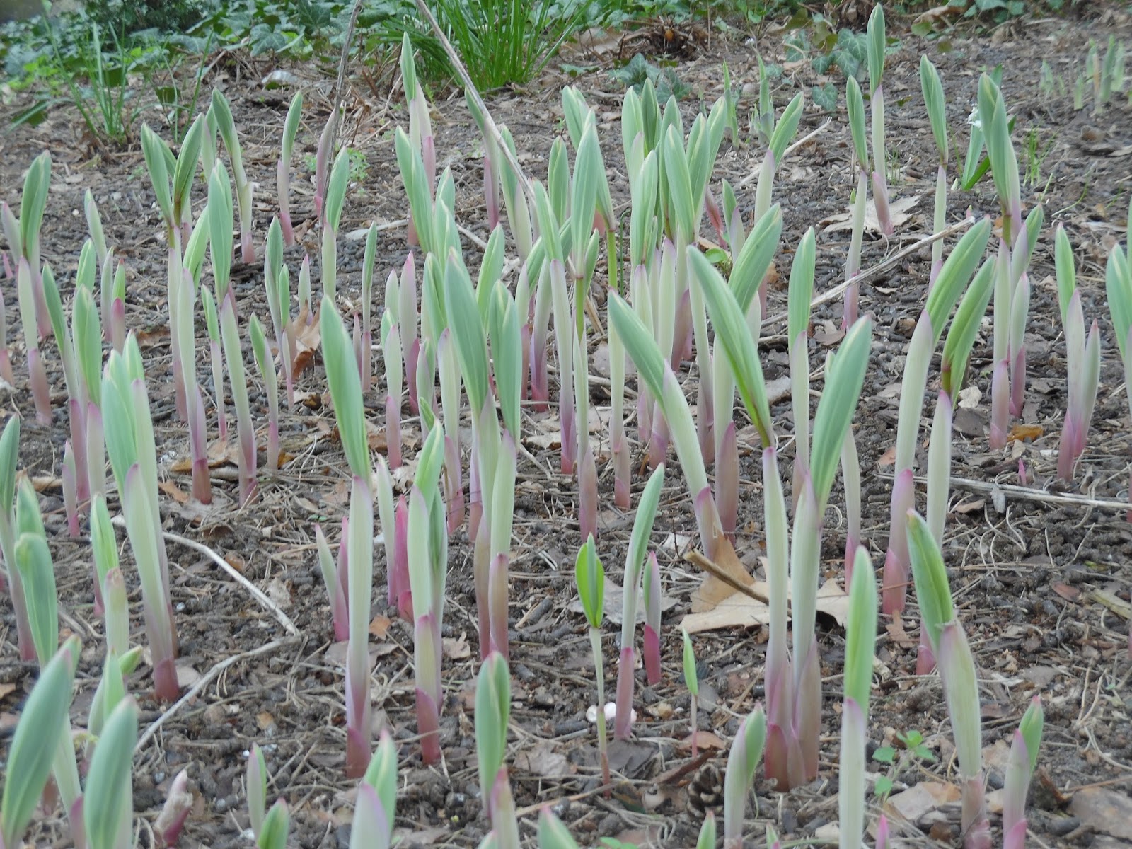 Ogród Tamaryszka KOKORYCZKA WONNA