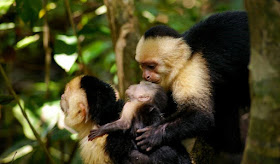 A family of white faced monkeys Manuel Antonio National Park, Costa Rica.