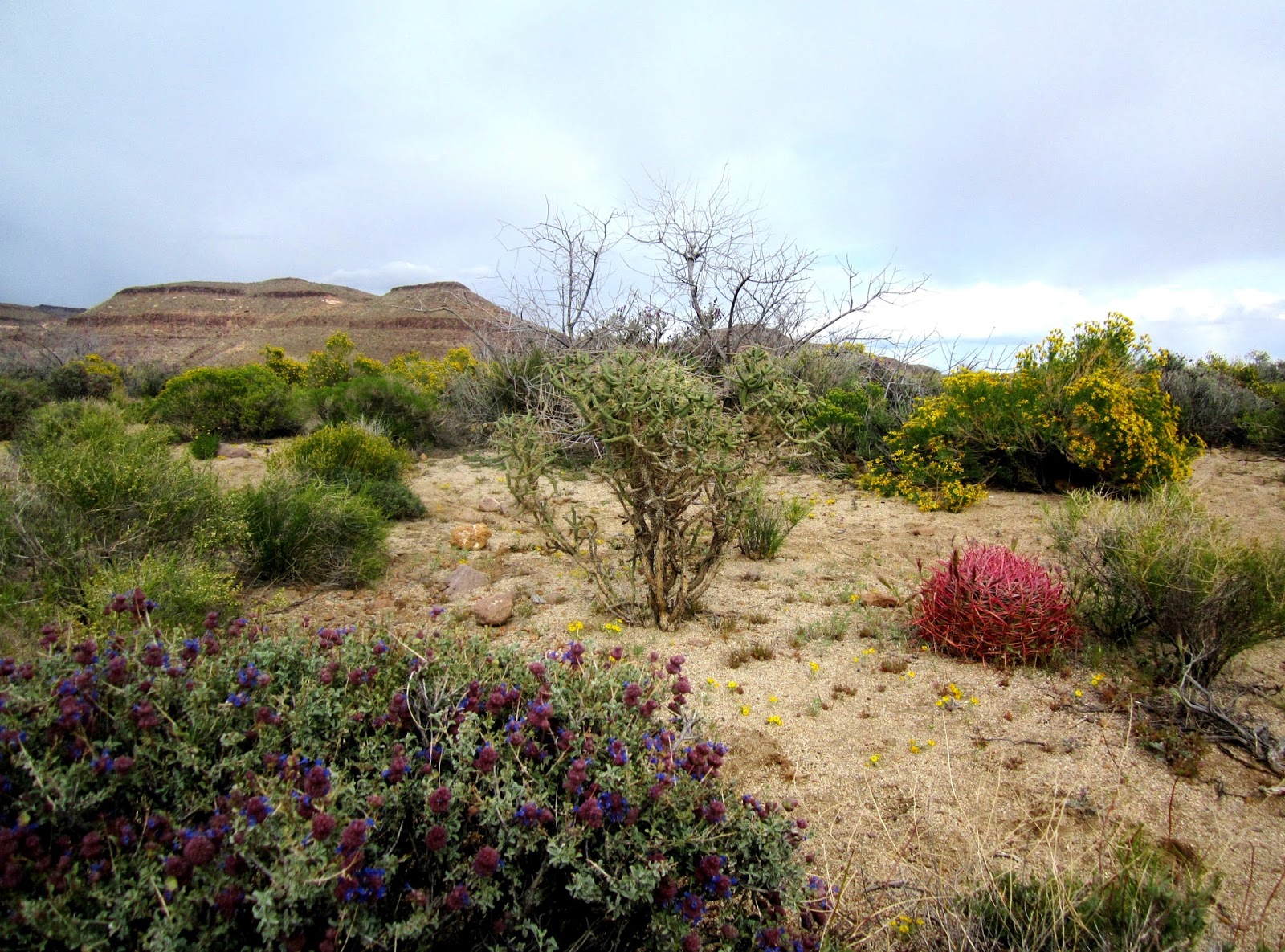 Wildflowers of the Mojave Desert