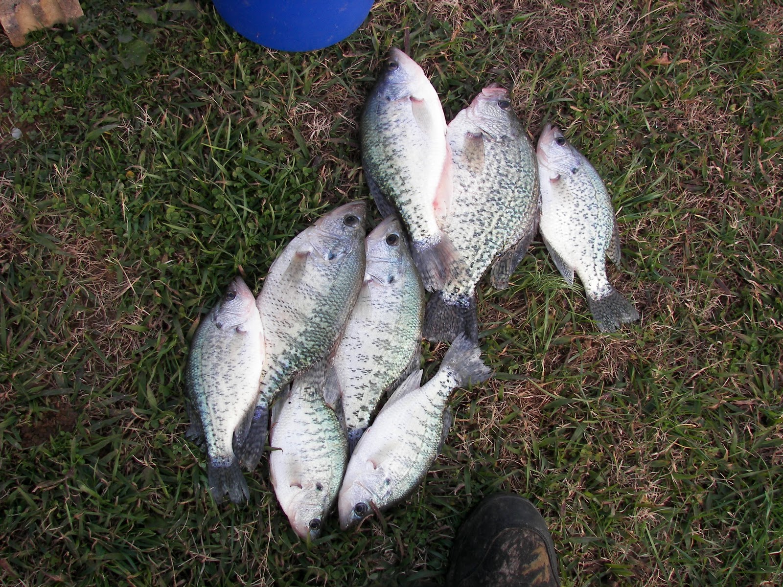 East Tn Crappiedouglas lake and cherokee lake fishing