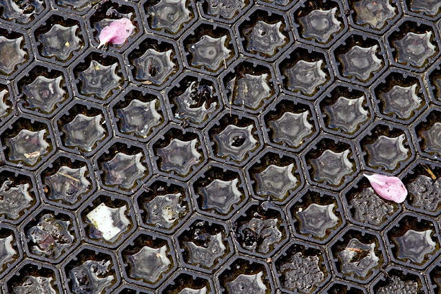 two pink petals on a black pattern