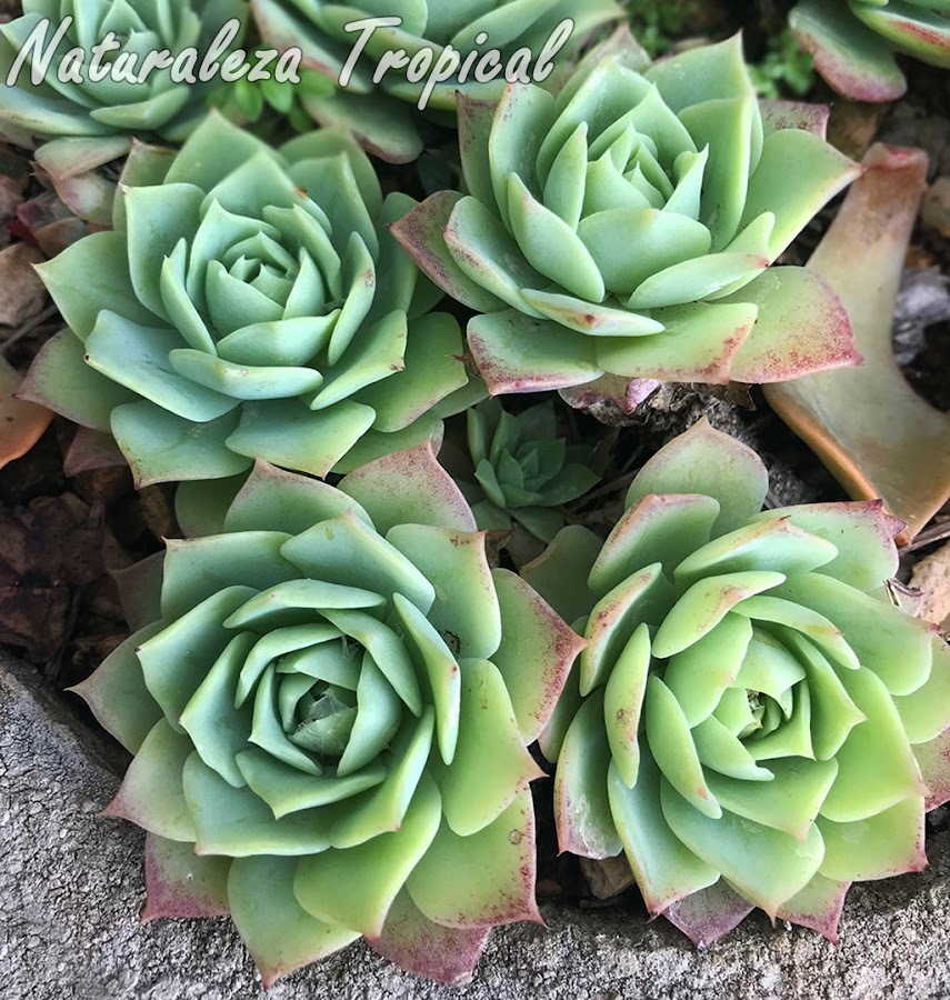 Grupos de rosetas de hojas de la planta suculenta Graptoveria `Jadeíta´