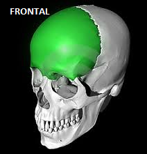 MediEstudy: Frontal bone