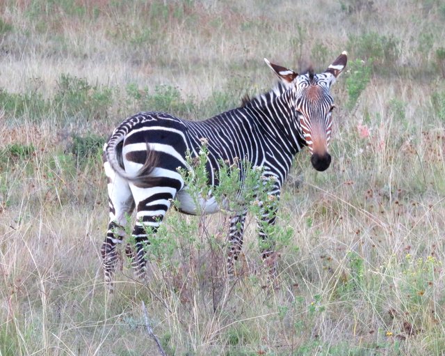 Zebra at Botlierskop