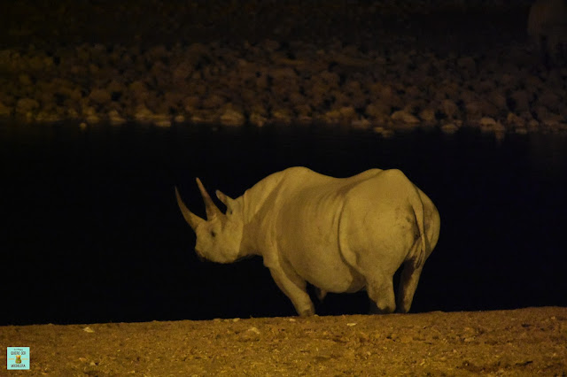 Rinoceronte en Etosha, Namibia