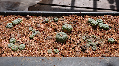 40 peyote cacti growing in a window flower box