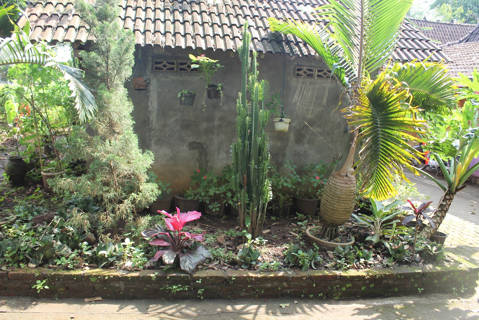 Tawang ing Lintang: PENATAAN TANAMAN DI DEPAN RUMAH