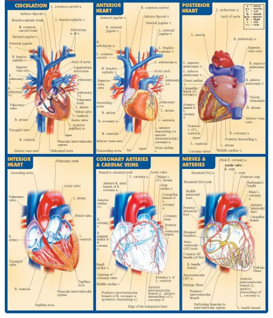 Parts Of The Heart And Their Functions Chart - Free Printable Worksheet