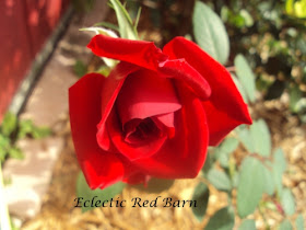 Red rose symbol of love