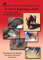 Expecting a Foal Small Horse Press Miniature Horses Expecting a Foal Small Horse Press Miniature Horses