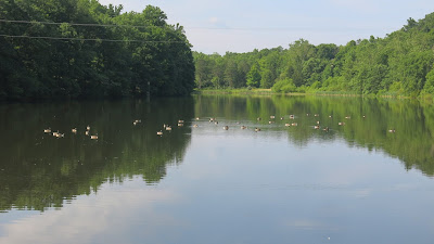 Lake Siri geese, Friday, July 01, 2016, 9:46:58 AM
