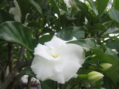 Jasmine Flower, Perfect Beauty