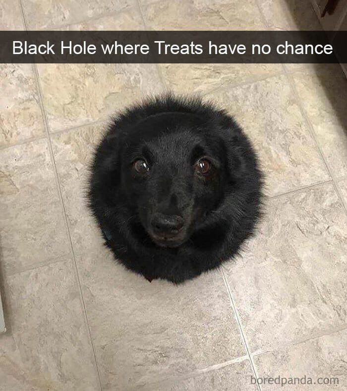 These Are The 30 Funniest Dog Snapchats We Have Ever Seen These Are The 30 Funniest Dog Snapchats We Have Ever Seen