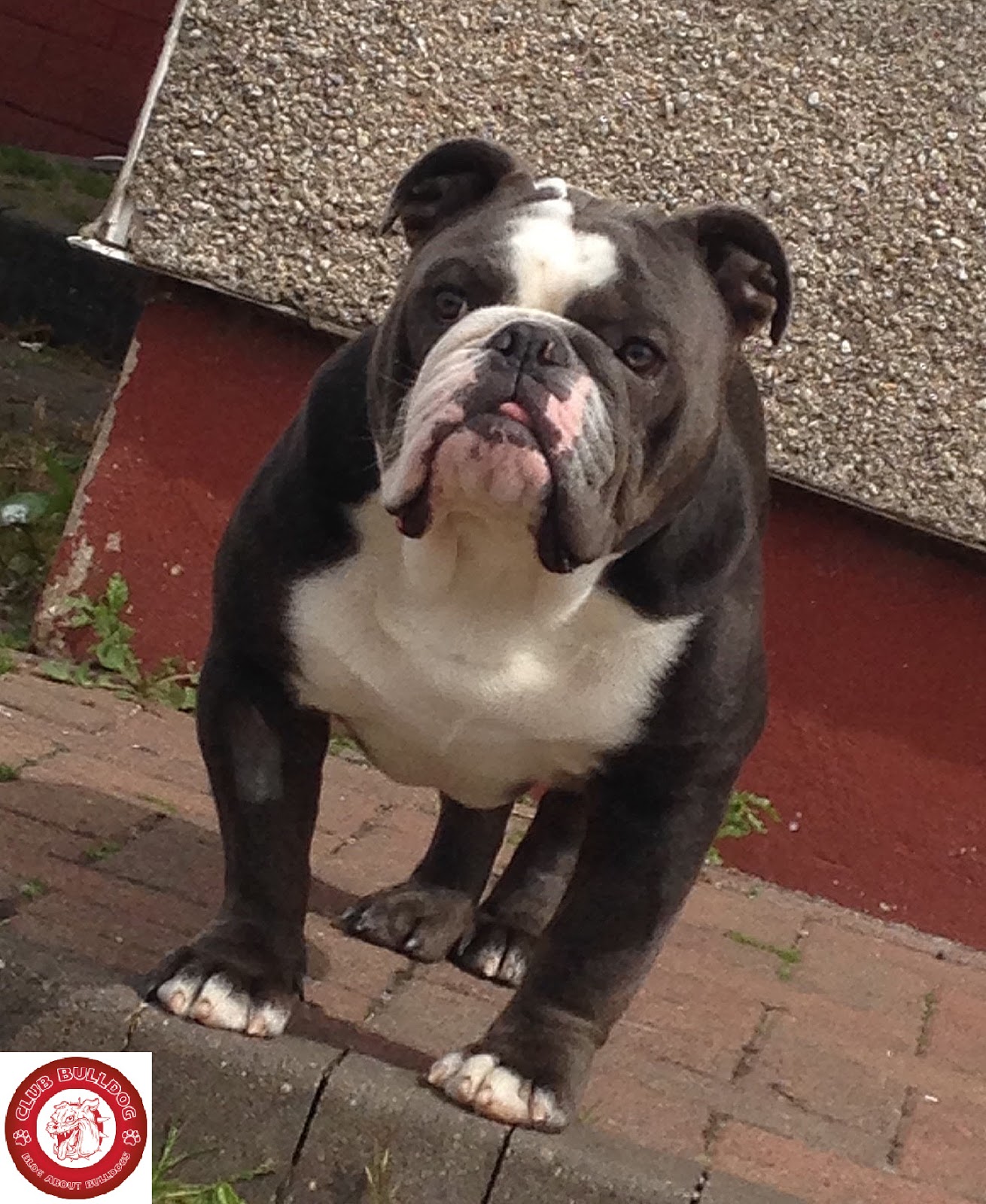 Super Cute Black English Bulldog | Club Bulldog