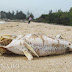 Cận cảnh cá chết la liệt bất thường dọc bờ biển Hà Tĩnh