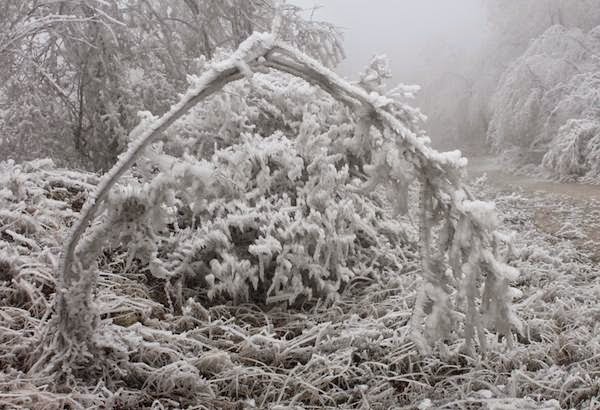 Freezing Fog Blankets Forest and Creates Surreal Frozen Landscape Freezing Fog Blankets Forest and Creates Surreal Frozen Landscape