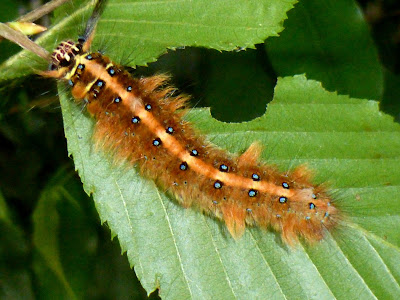 Trabala pallida caterpillar Trabala pallida caterpillar