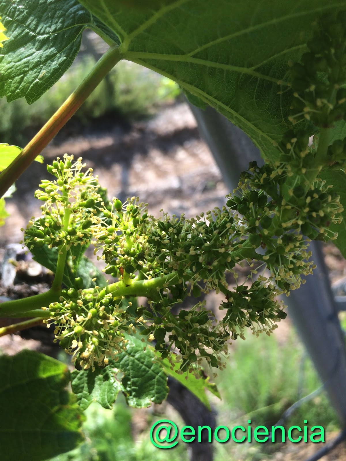 Enociencia : La Cierna de la Vid