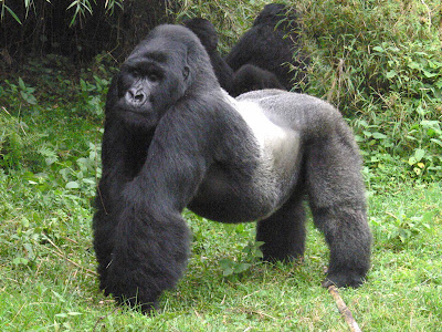 all about gorillas