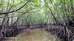 Jelajah Hutan Mangrove di Desa Pengudang, Bintan | Koleksi Photo