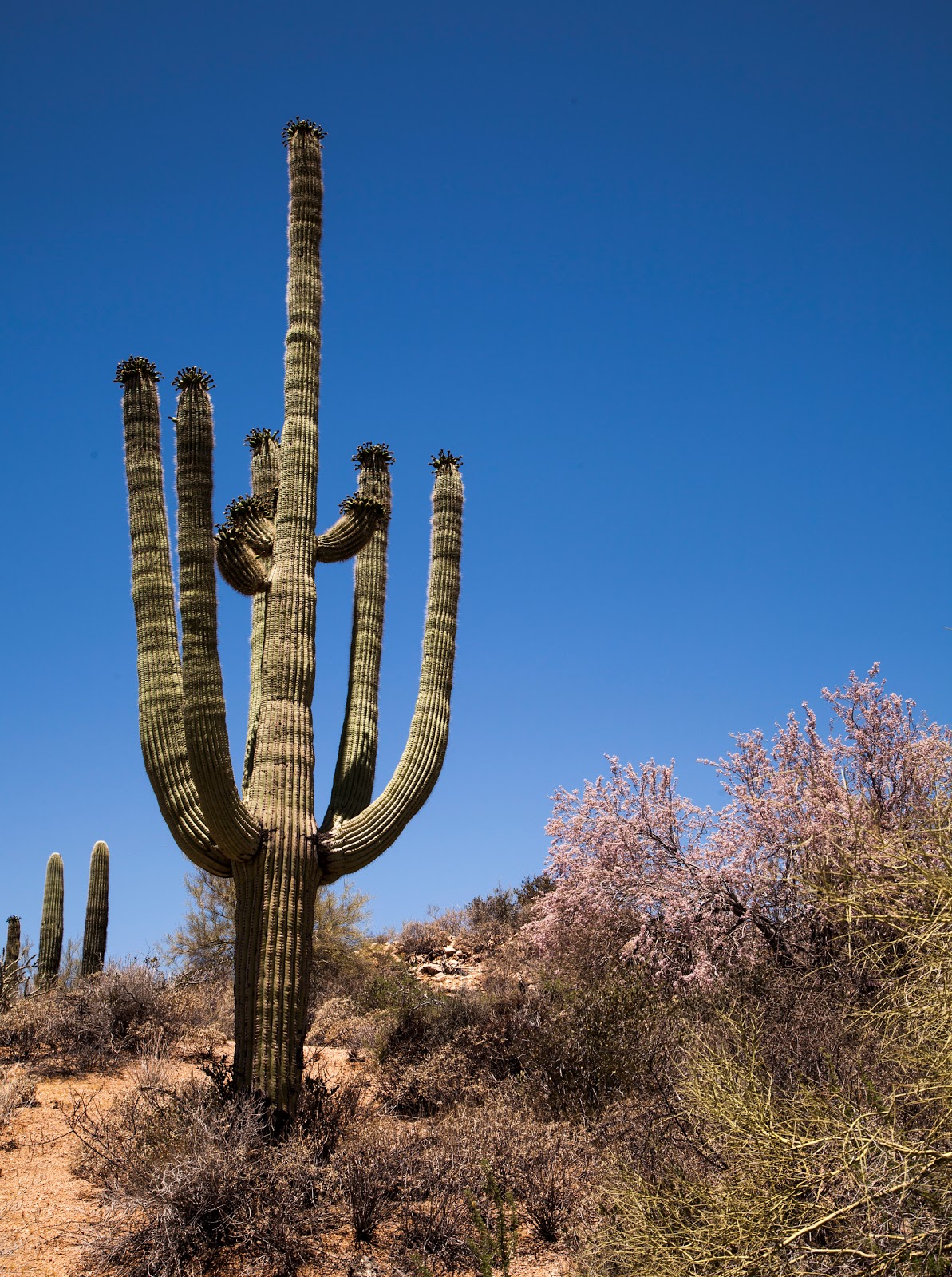 Walking Arizona Regal Saguaro