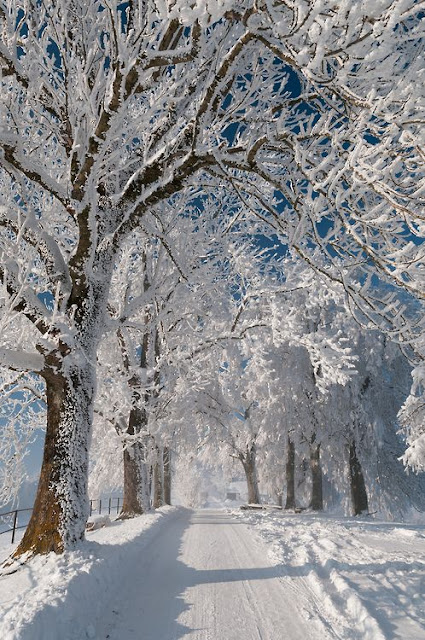 image result for winter wonderland white trees blue sky