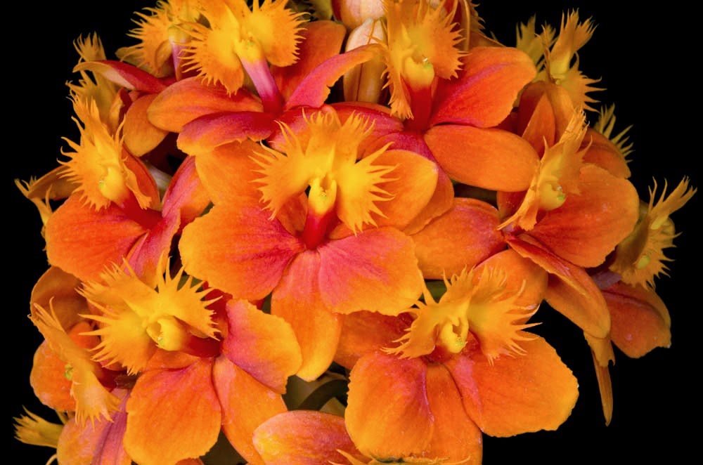 The Wayward Hawaiian: San Diego County Orchid Society Show AOS Awards