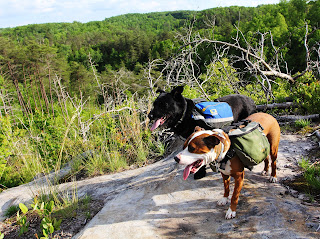 Dogs on mountain overlook backpacking dogs