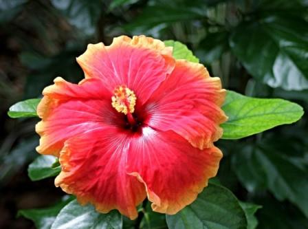 89+ Gambar Bunga Dan Bagiannya Paling Cantik 89+ Gambar Bunga Dan Bagiannya Paling Cantik
