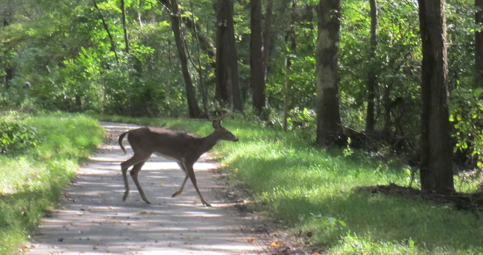 the Annandale Blog Deer hunting season starts Sept. 10 in Fairfax