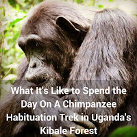 What It's Like to Spend the Day On A Chimpanzee Habituation Trek in Uganda's Kibale Forest What It's Like to Spend the Day On A Chimpanzee Habituation Trek in Uganda's Kibale Forest