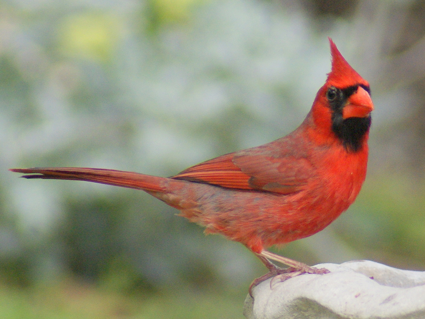 Wild life: Cardinal wallpaper wild birds