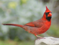 cardinal birds bird cardinals texas wild flying northern winter male american native watching spring sweet se state birding wildlife species