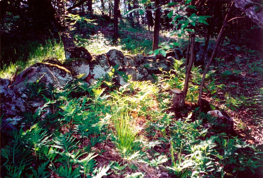 Ferns in Maine