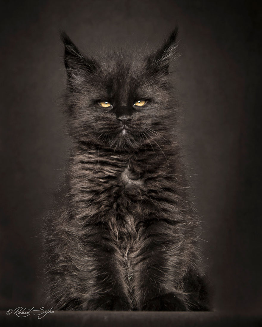 65 Breathtaking Pictures Of Maine Coons, The Largest Cats In The World