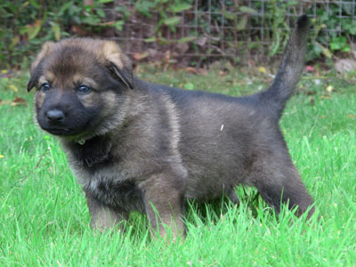 Ash the German Shepherd puppy standing on some grass tail up face alert.