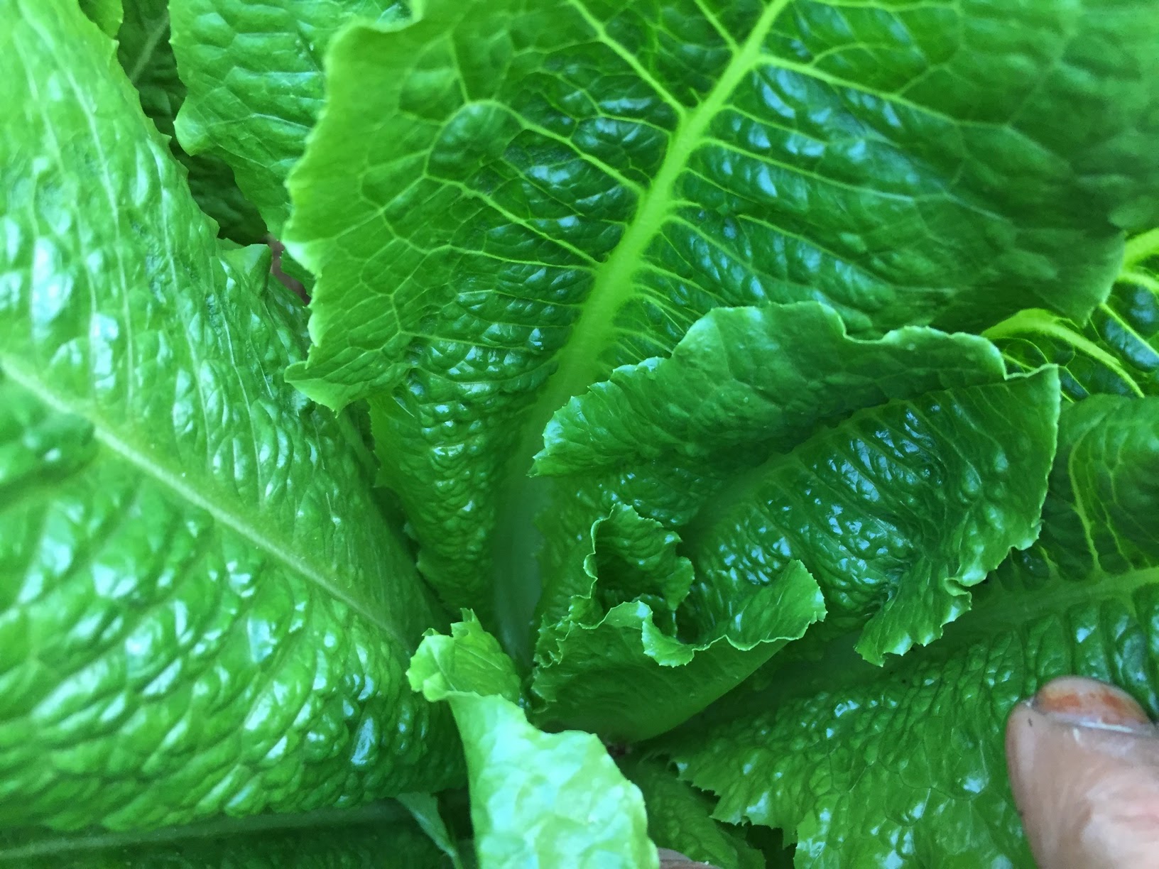 How To Grow Romaine Lettuce