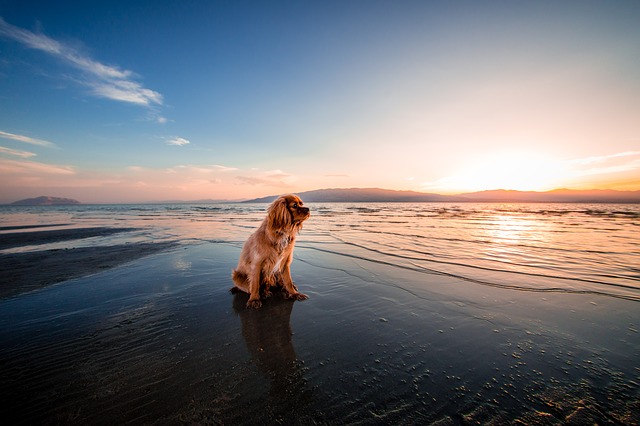 Hybrid Dog Isn T That Just Another Word For Mutt Pets Now Hybrid Dog Isn T That Just Another Word For Mutt