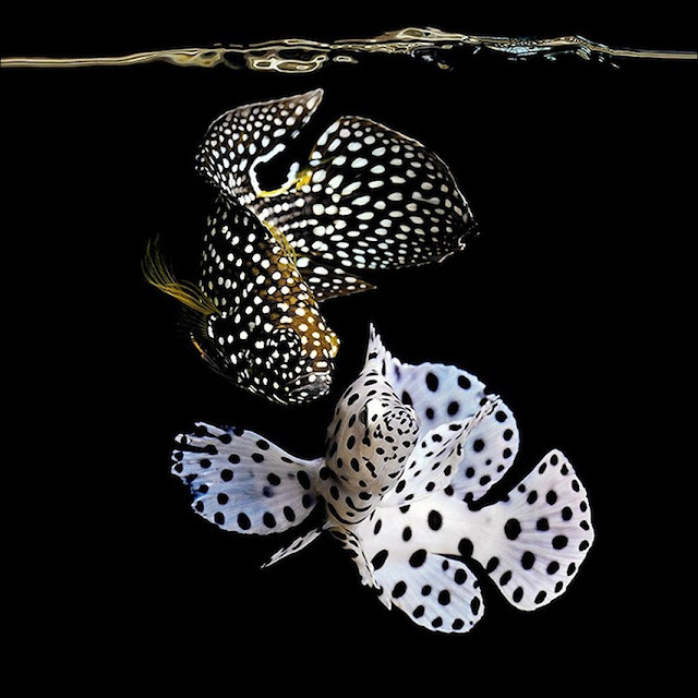 Неоновые морские обитатели от фотографа Mark Laita