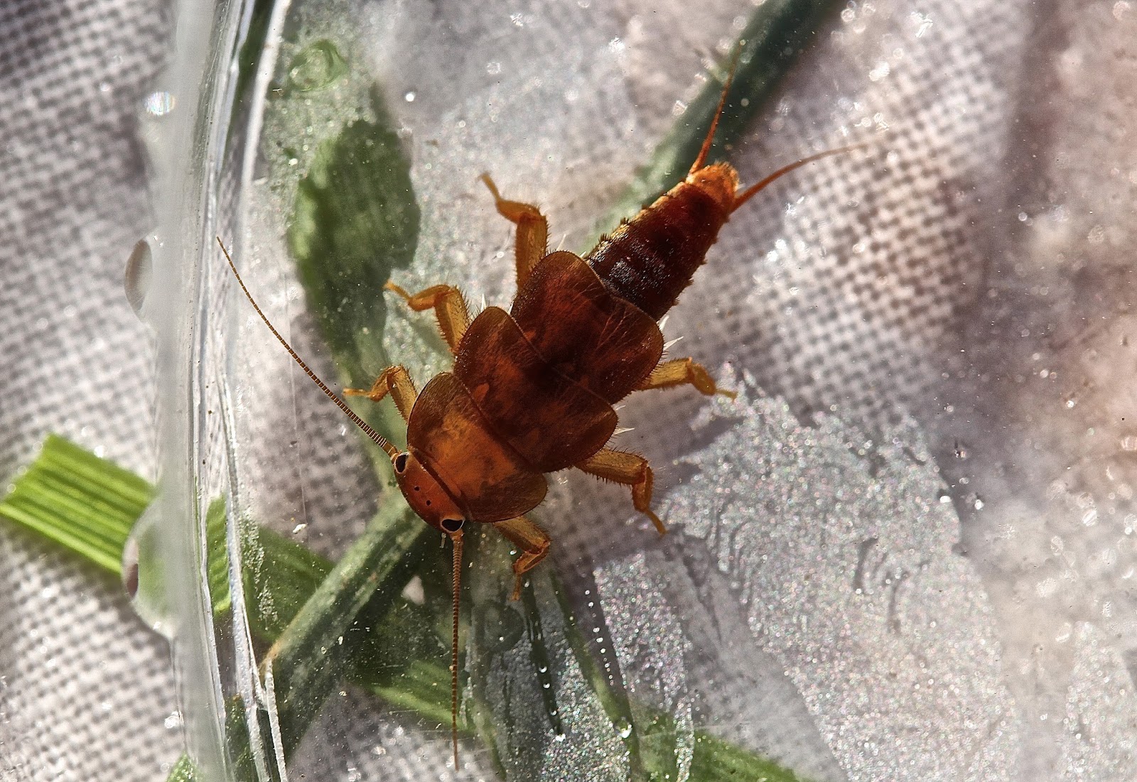 Aquatic Insects of Central Virginia: January 2016