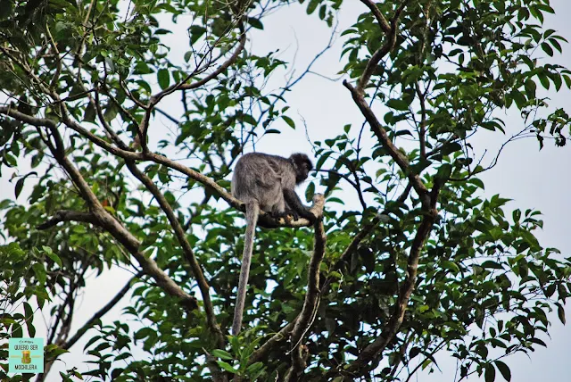 Río Kinabatangan, Borneo (Malasia)